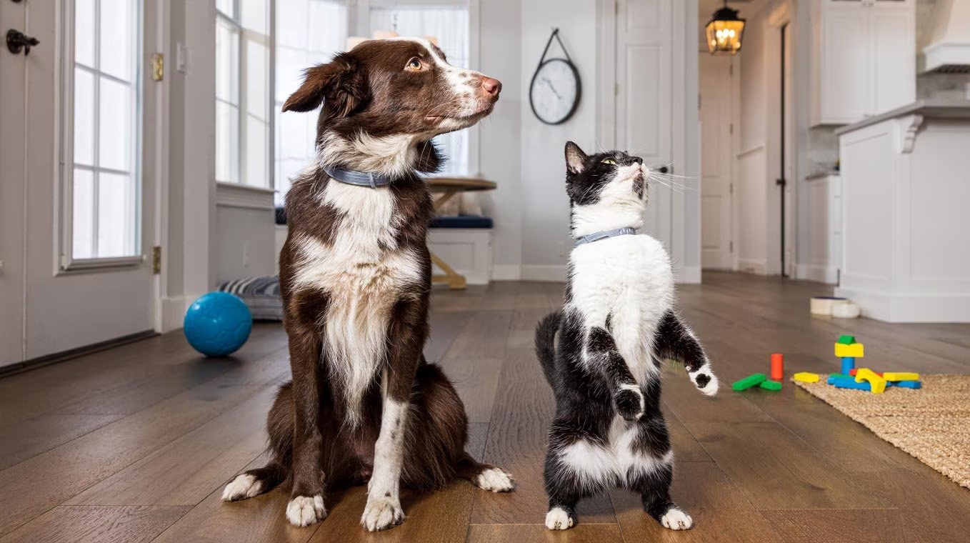 Chat et chien proteges par Seresto