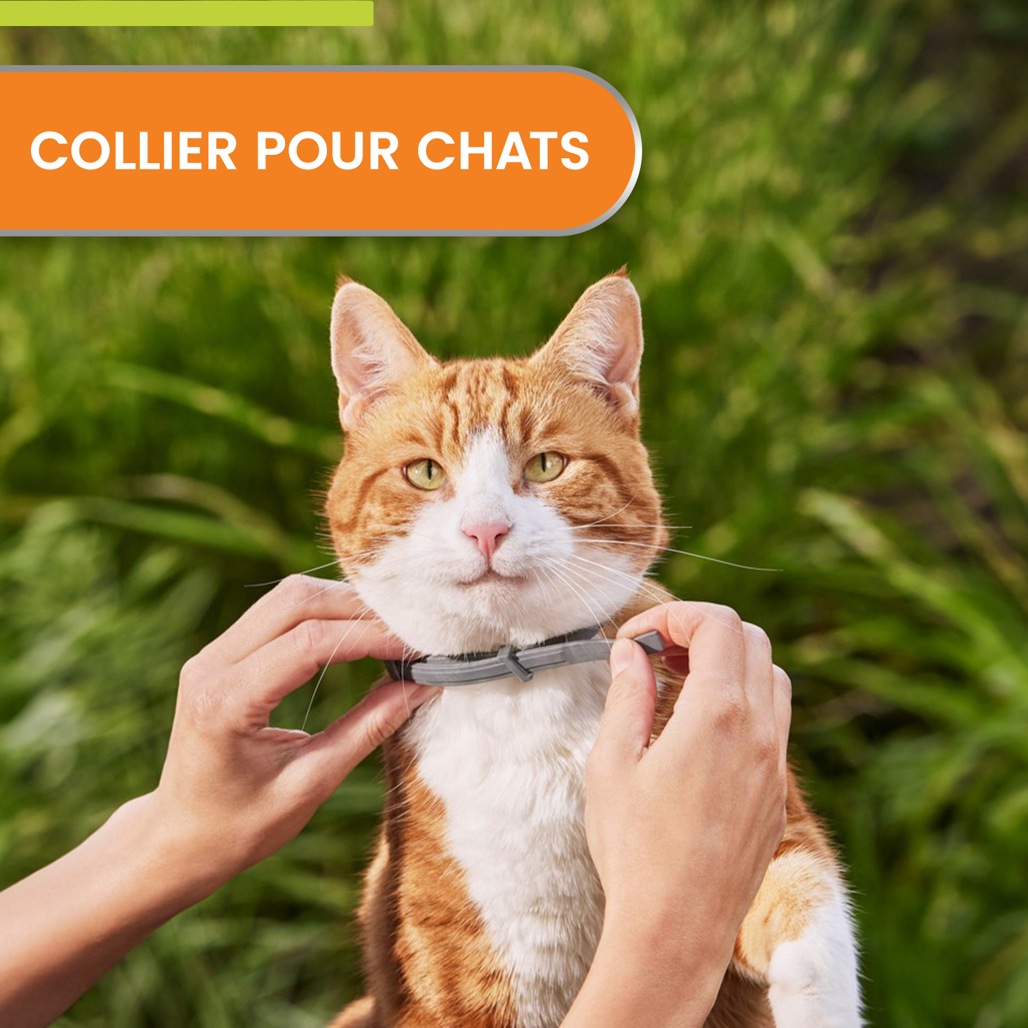 Chat a l'interieur - protection contre les puces