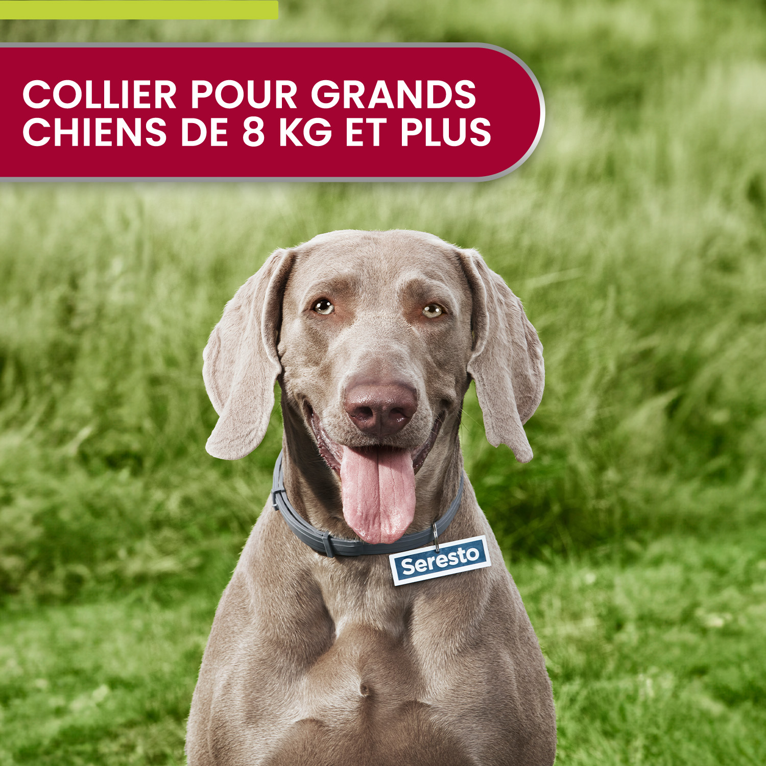 Chien en plein air - protection contre les parasites