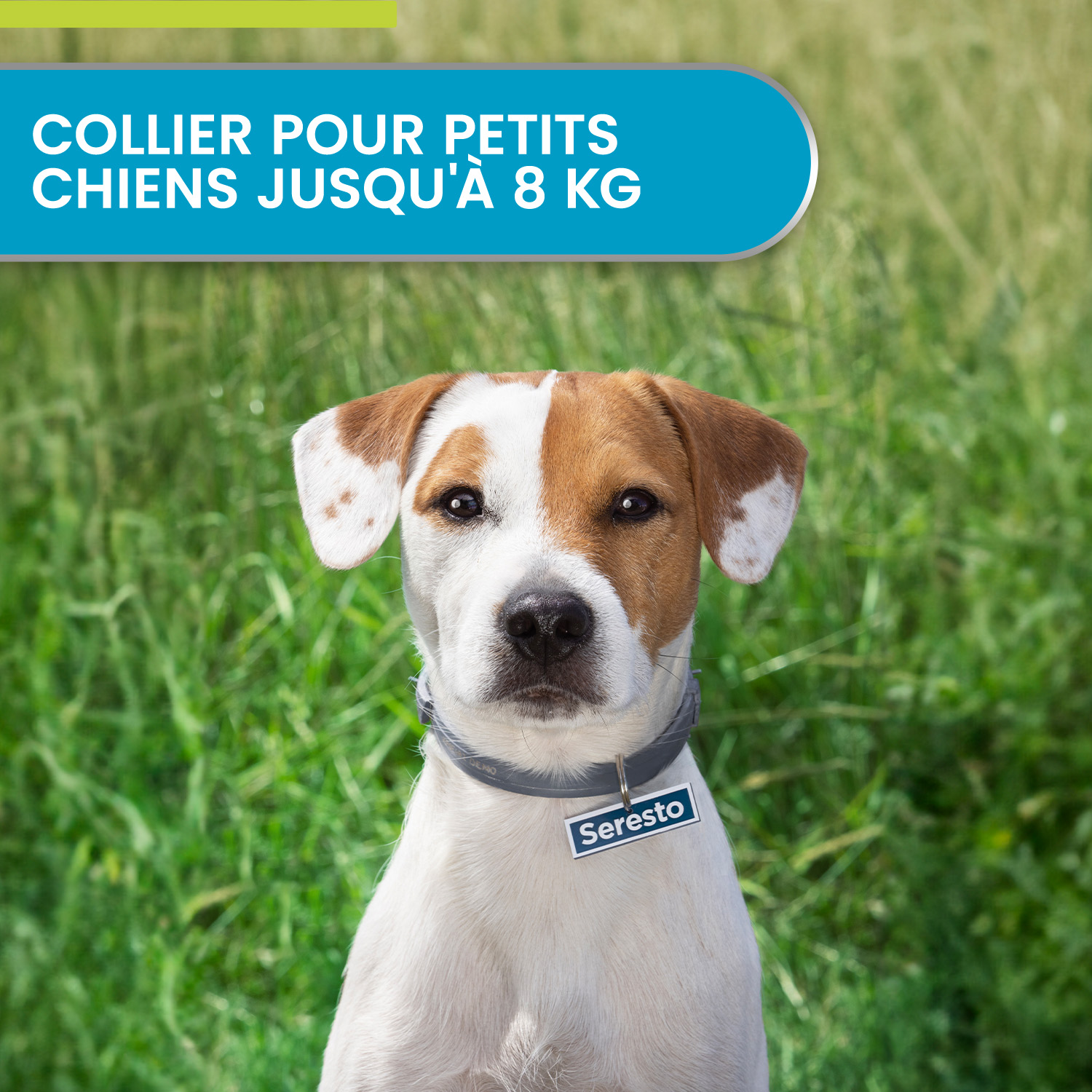 Chien heureux et protege
